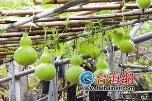 吃葫芦瓜主播,主播带你领略田园风味