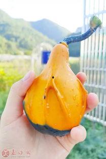 广州宝妈吃瓜,吃瓜背后的育儿经与生活点滴