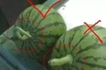 如何吃瓜仔,轻松解锁夏日美味新选择