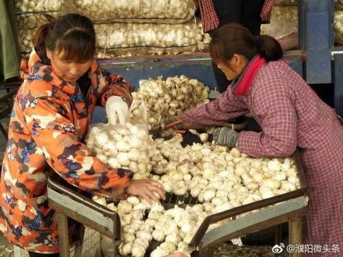 安阳吃濮阳的瓜,共享丰收喜悦，共筑和谐家园