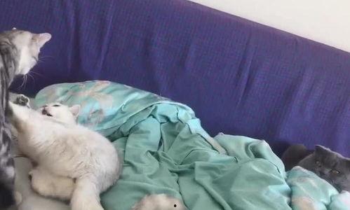 吃瓜喵喵鸣,揭秘娱乐圈那些不为人知的幕后故事