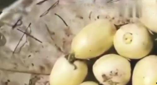 吃瓜吃到自家的假瓜,吃瓜吃到自家“假瓜”的尴尬经历