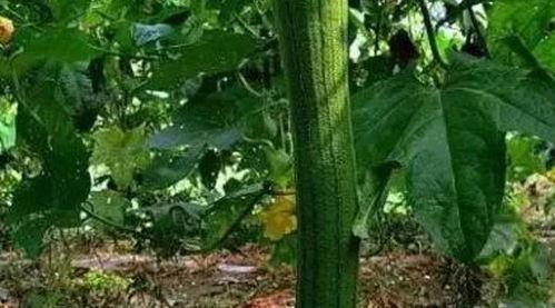 高阳县免费吃瓜