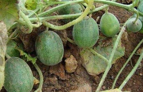 农村水瓜怎么吃,解锁健康美味新选择