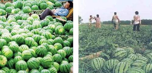 世界各地吃瓜,全球各地“瓜”文化概览