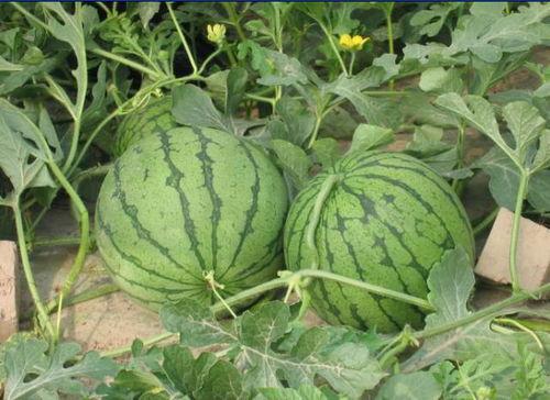 最新吃瓜事件图片大全,图解娱乐圈风云变幻