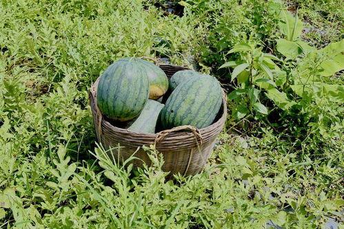 在田里吃瓜,田间地头吃瓜的悠闲时光