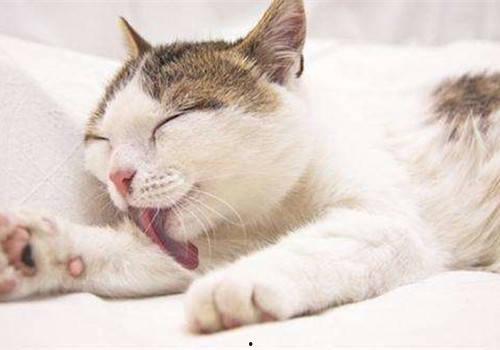 猫猫可以吃白瓜